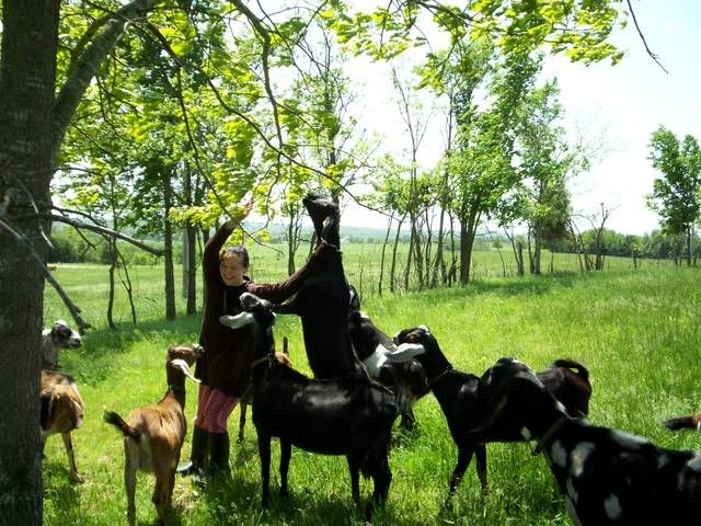 when good goats..go BAD!!! - Goats