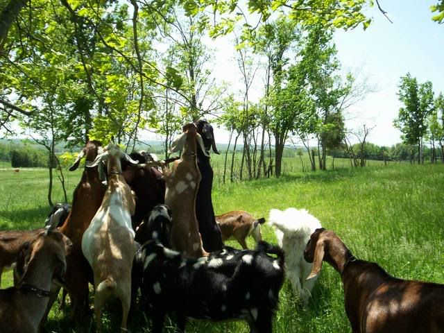 when good goats..go BAD!!! - Goats