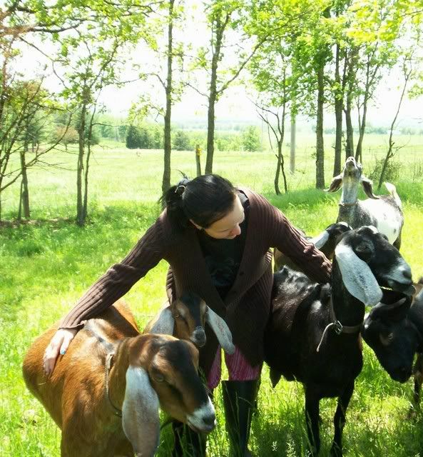 picture day at ages ago acres - Goats