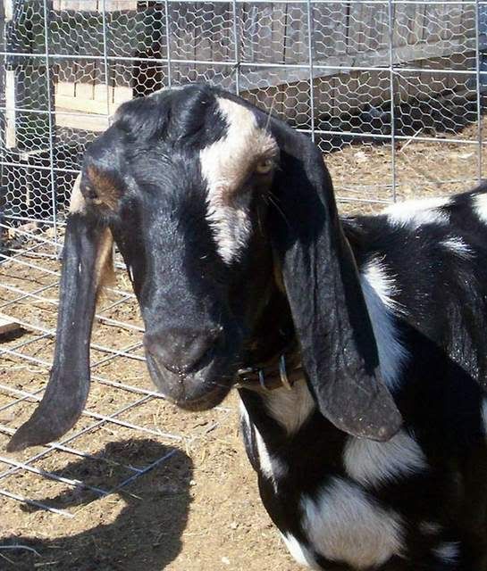 Nora is in early labor... - Goats