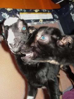 Ages Ago Acres 2012 kidding tales... - Goats