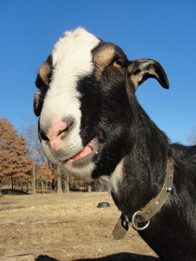 Beyond heartbroken..... - Goats