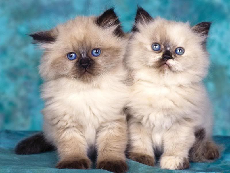 cats wallpaper. cats-wallpaper-1152x864.jpg