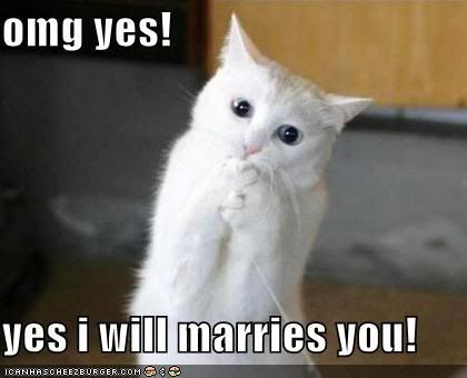funny-pictures-excited-proposal-cat.jpg