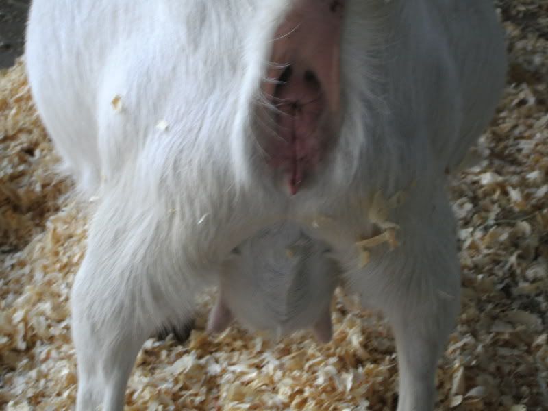 When oh when? - Goats