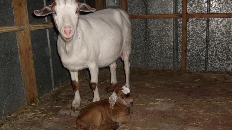 We have a baby!! - Goats