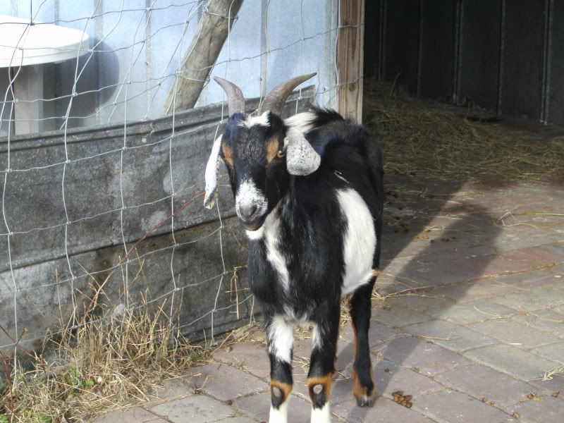 pics of my 2 new girls! - Goats