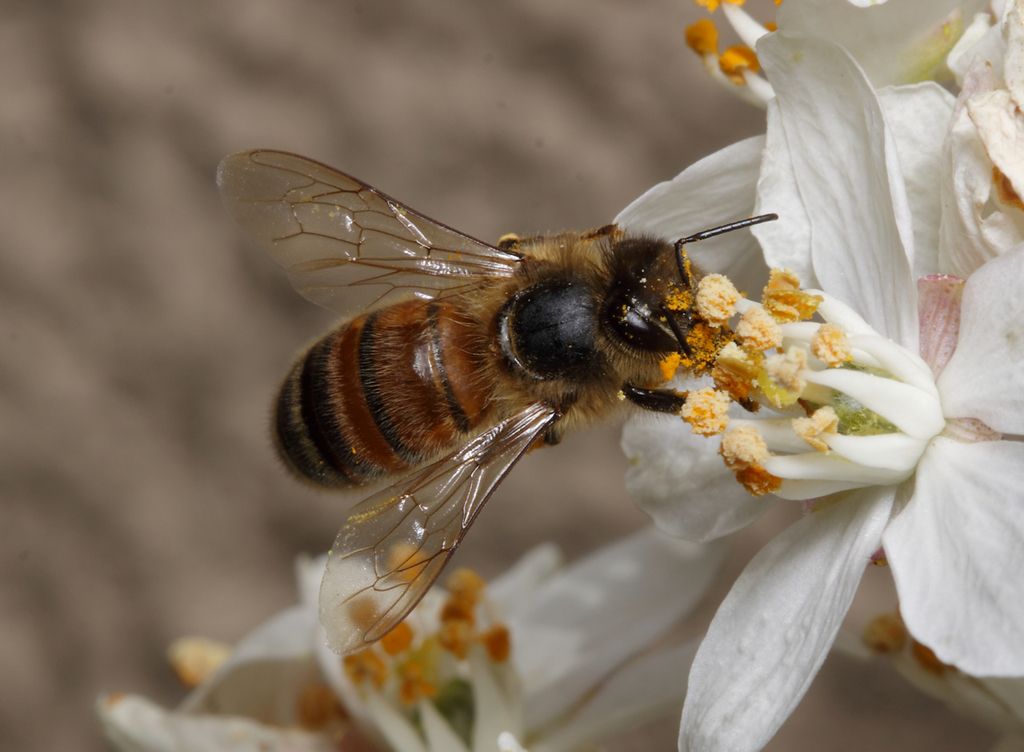 IMAGE: http://img.photobucket.com/albums/v673/ramon-uk/IMG_8184%20c_zps0fzvxnn7.jpg