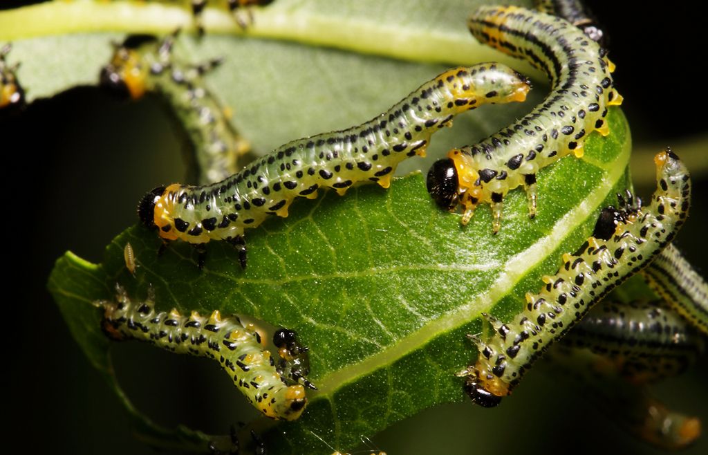 IMAGE: http://img.photobucket.com/albums/v673/ramon-uk/IMG_8197s_zpsa2yzzrkr.jpg