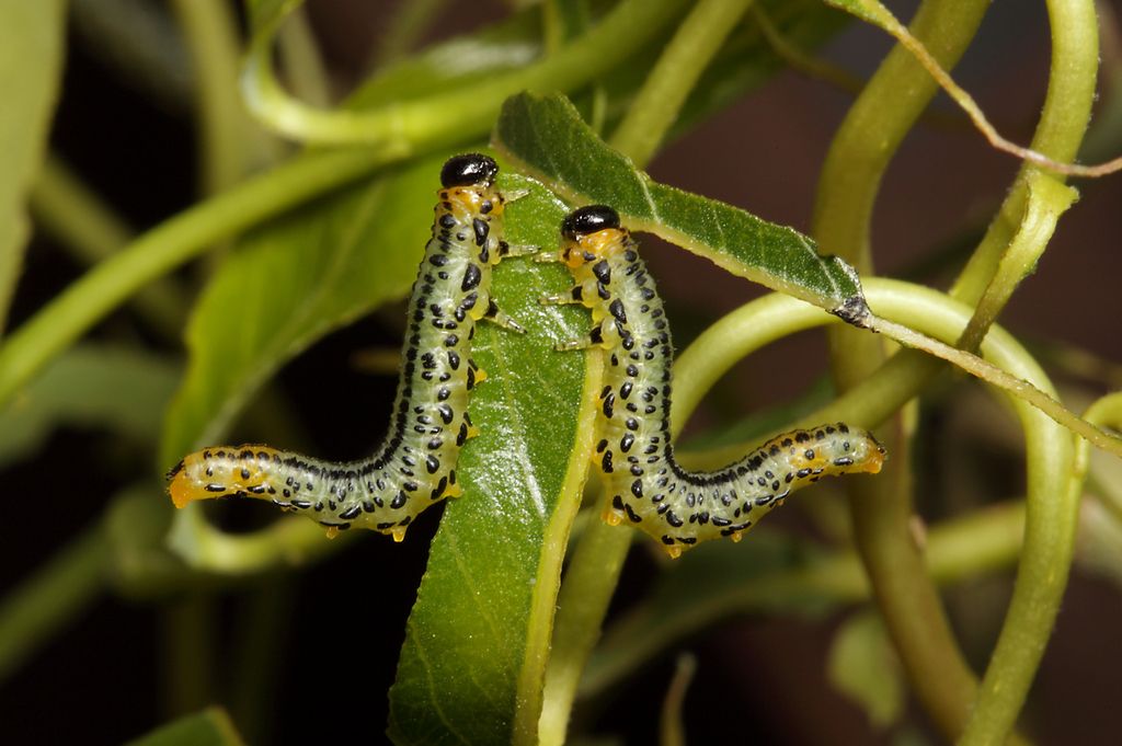 IMAGE: http://img.photobucket.com/albums/v673/ramon-uk/IMG_8201s_zpsf5ginqjp.jpg