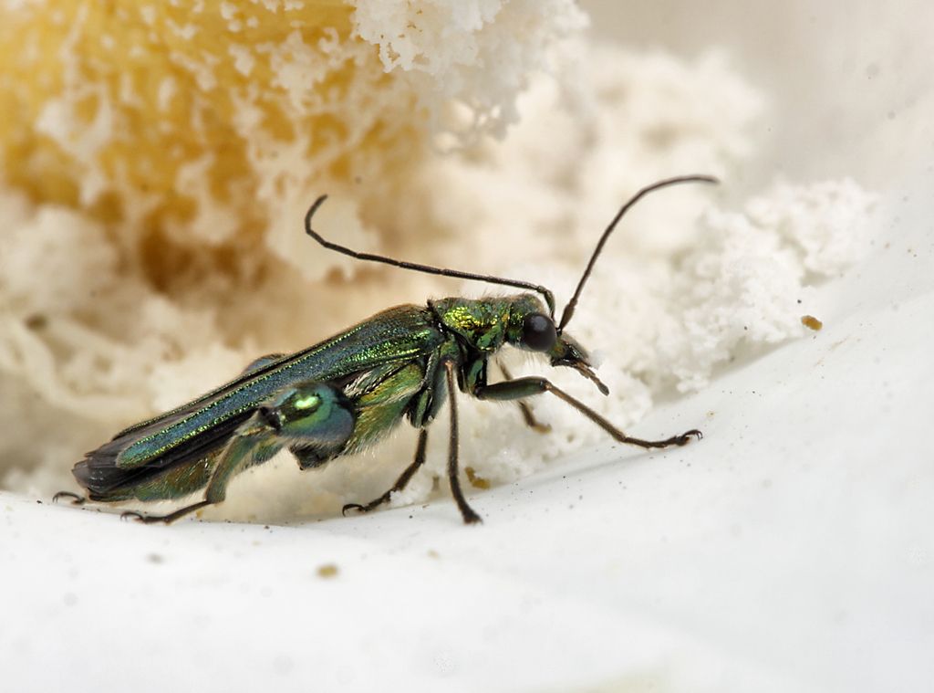 IMAGE: http://img.photobucket.com/albums/v673/ramon-uk/IMG_8435%20s3_zpsjseeygfr.jpg