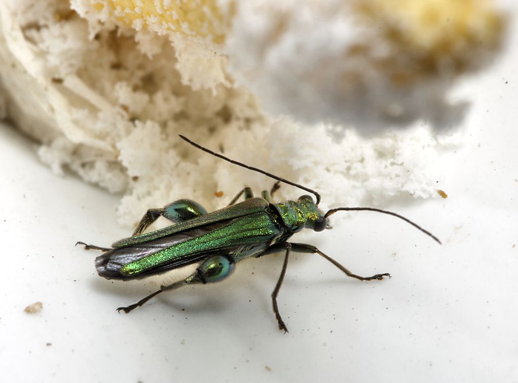 IMAGE: http://img.photobucket.com/albums/v673/ramon-uk/IMG_8436%20s1_zps3l9b0dfk.jpg