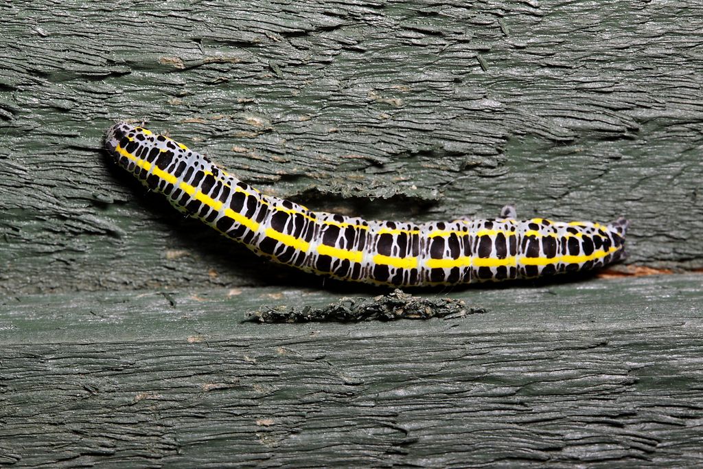 IMAGE: http://img.photobucket.com/albums/v673/ramon-uk/IMG_8591s_zpsut17v6lc.jpg