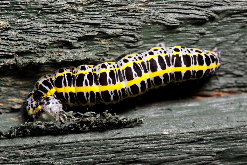 IMAGE: http://img.photobucket.com/albums/v673/ramon-uk/IMG_8594s_zpshuia6qo5.jpg