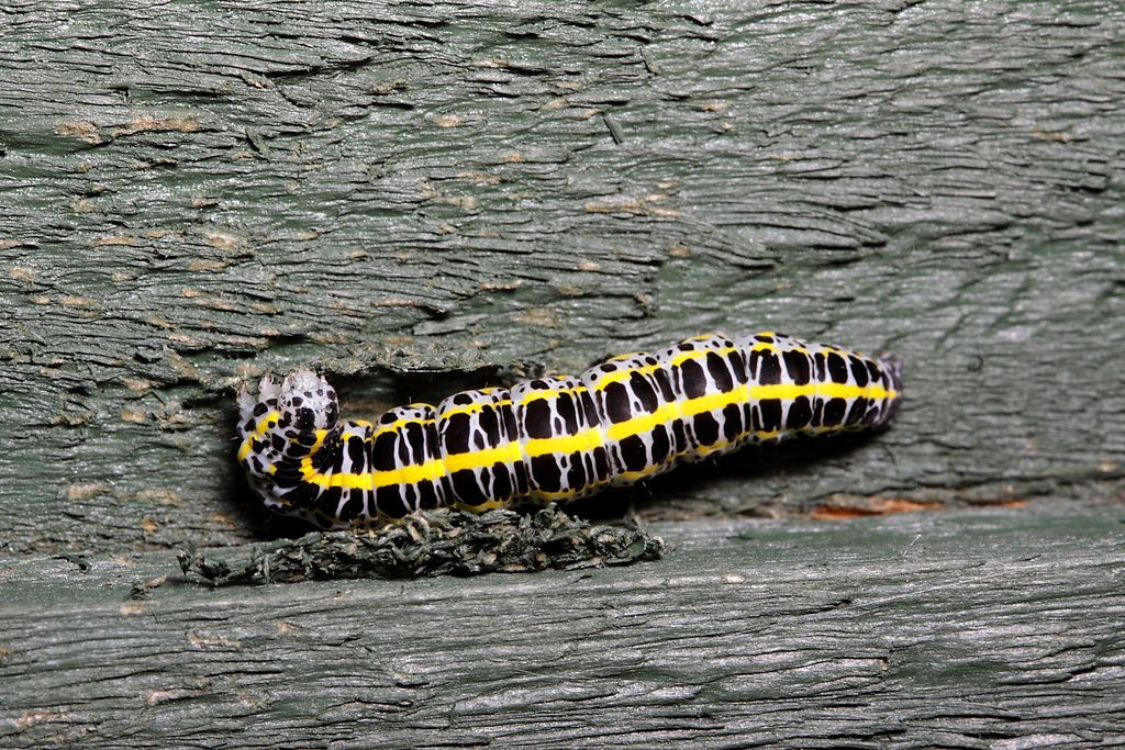 IMAGE: http://img.photobucket.com/albums/v673/ramon-uk/IMG_8595s_zpsk7q02ftr.jpg