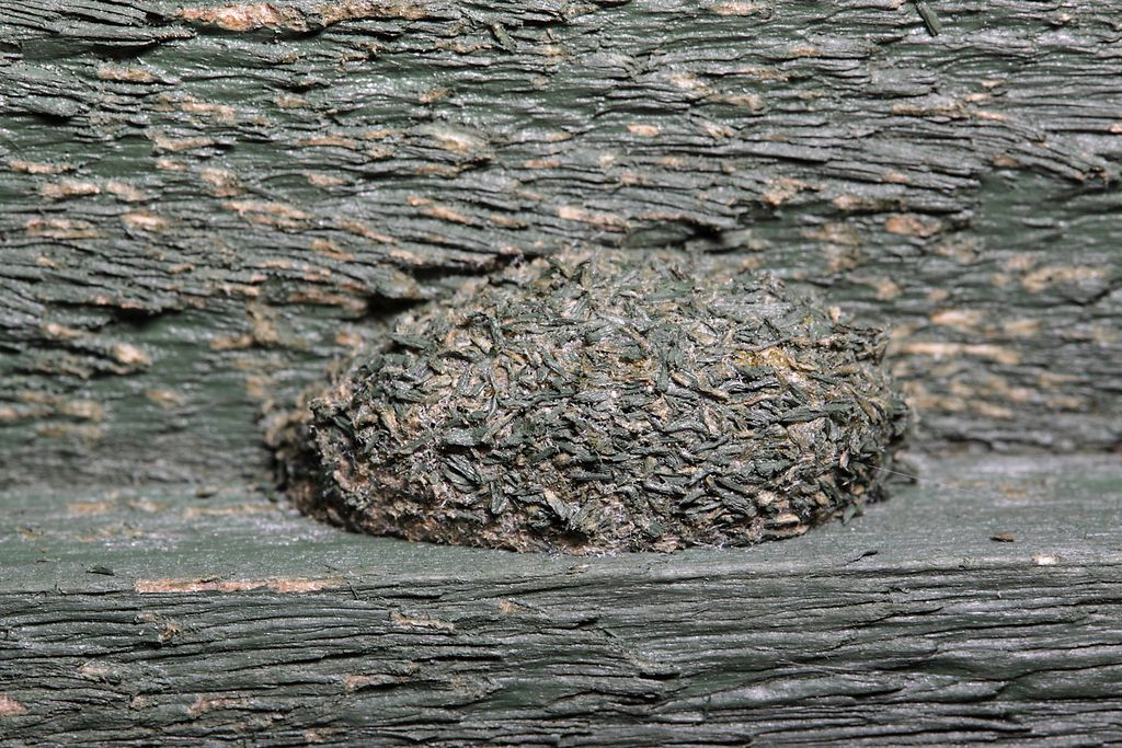 IMAGE: http://img.photobucket.com/albums/v673/ramon-uk/IMG_8596s_zpsefjfzhce.jpg