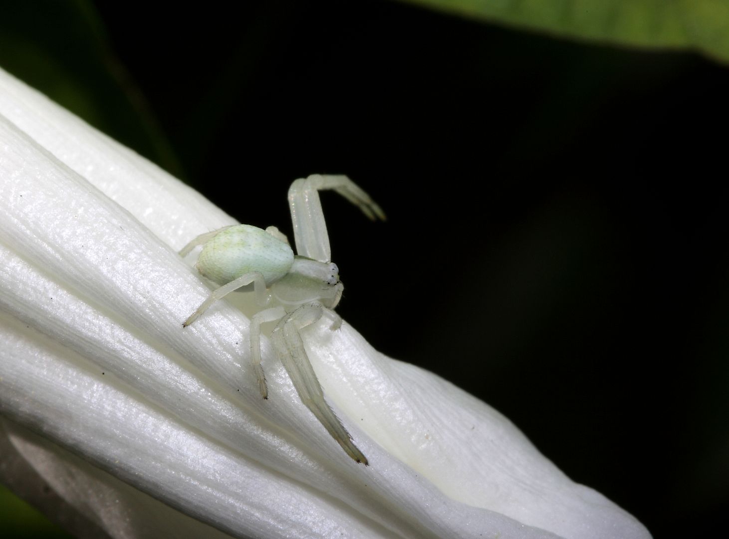 IMAGE: http://img.photobucket.com/albums/v673/ramon-uk/IMG_8737_zps12qzoh3d.jpg