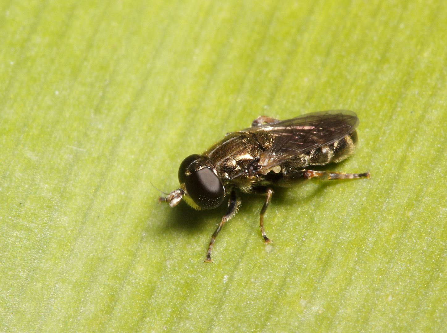 IMAGE: http://img.photobucket.com/albums/v673/ramon-uk/IMG_9043_zpsu8uwi4zf.jpg