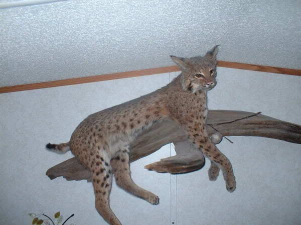 Lets see your Bobcat mounts