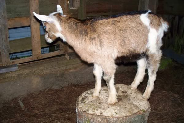 Identify Goat Please - Goats