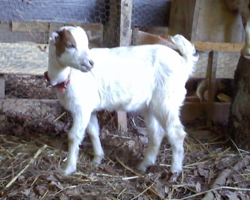 Mixing goats? - Goats