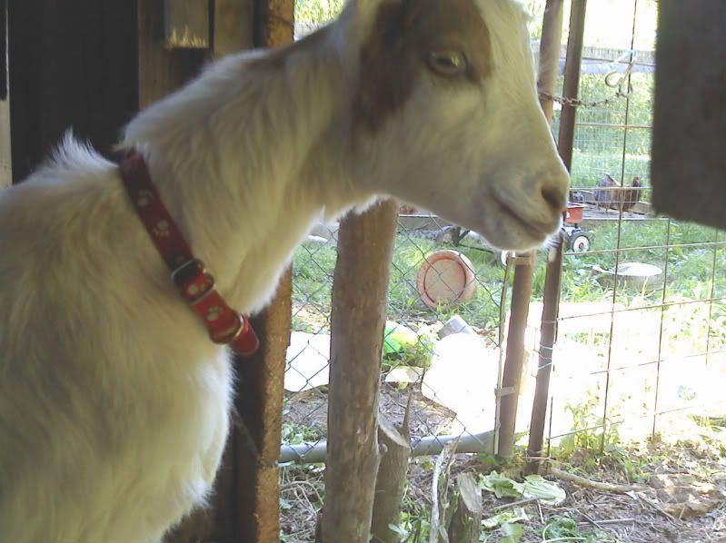 Mixing goats? - Goats