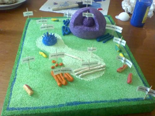 Animal Cell Styrofoam. Lakota's Plant Cell Model for