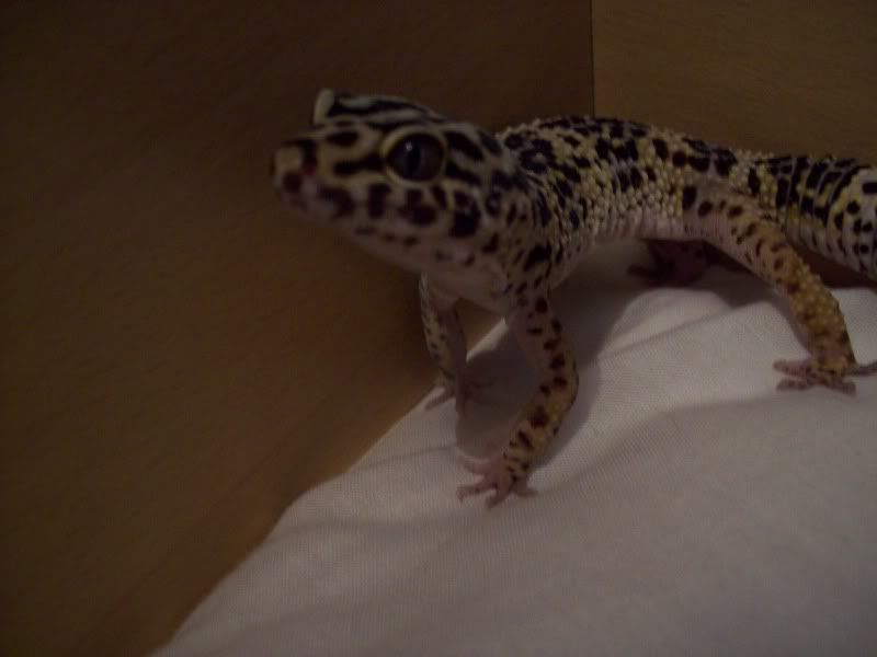100_4640.jpg