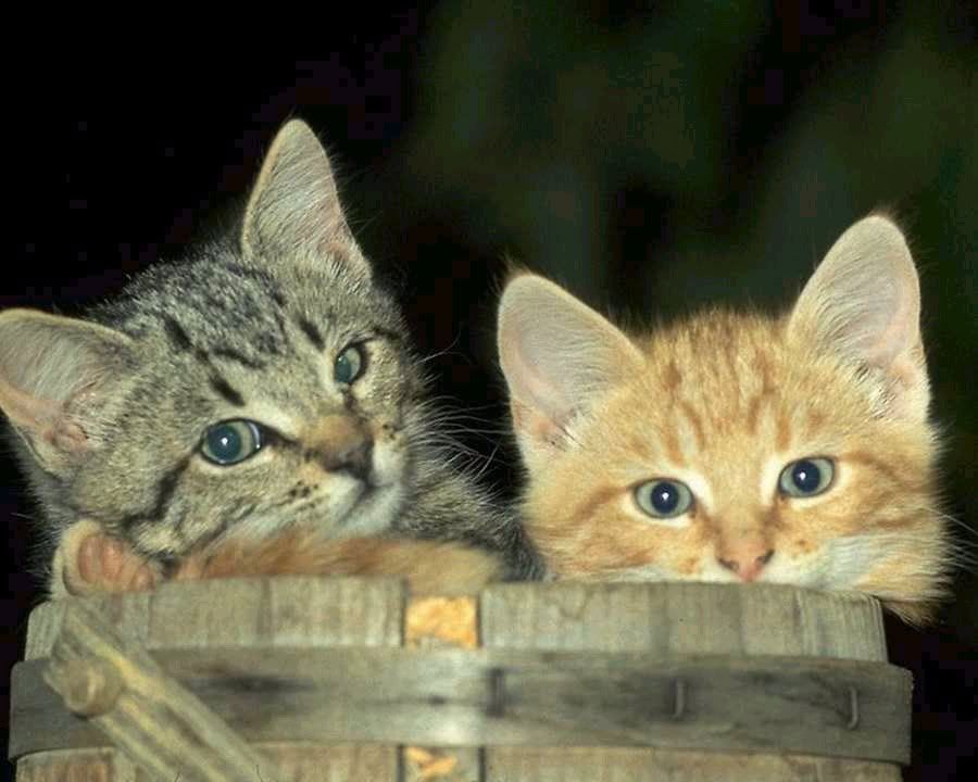 Kittens_in_barrel.jpg