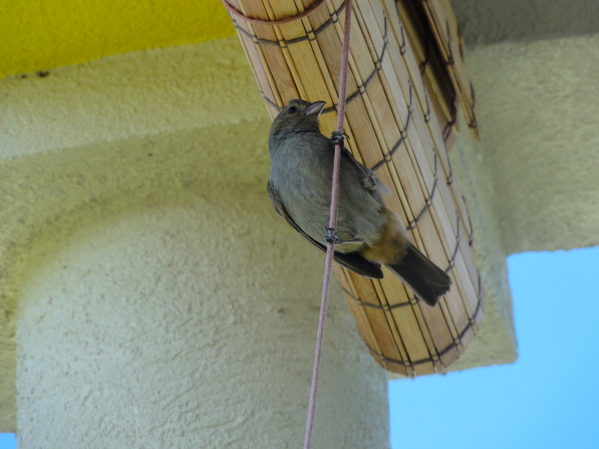 Barbados0067.jpg