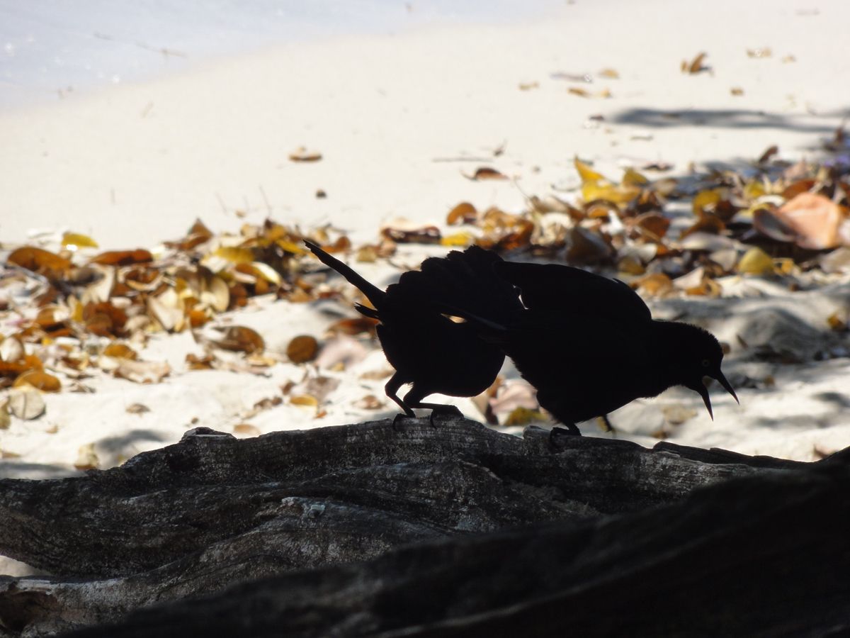 Barbados0068.jpg