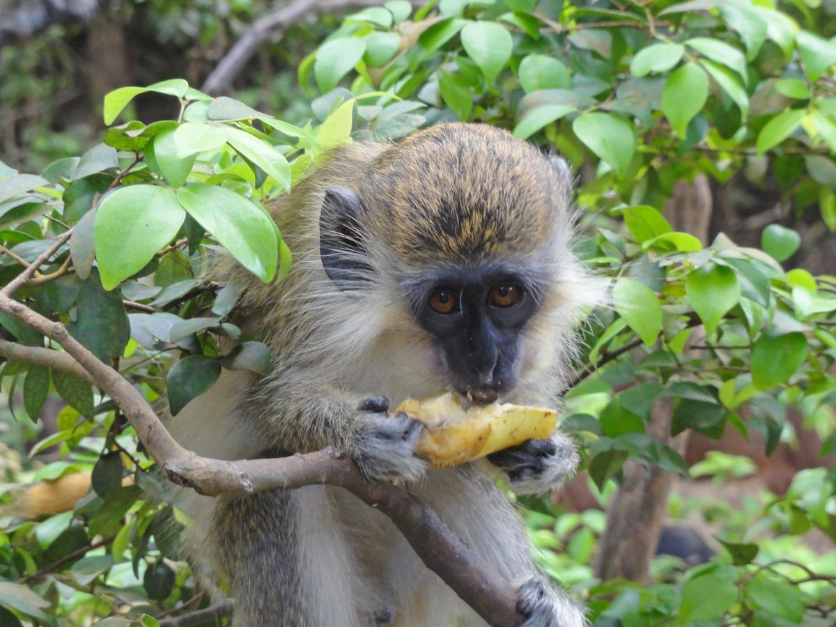 Barbados0081.jpg