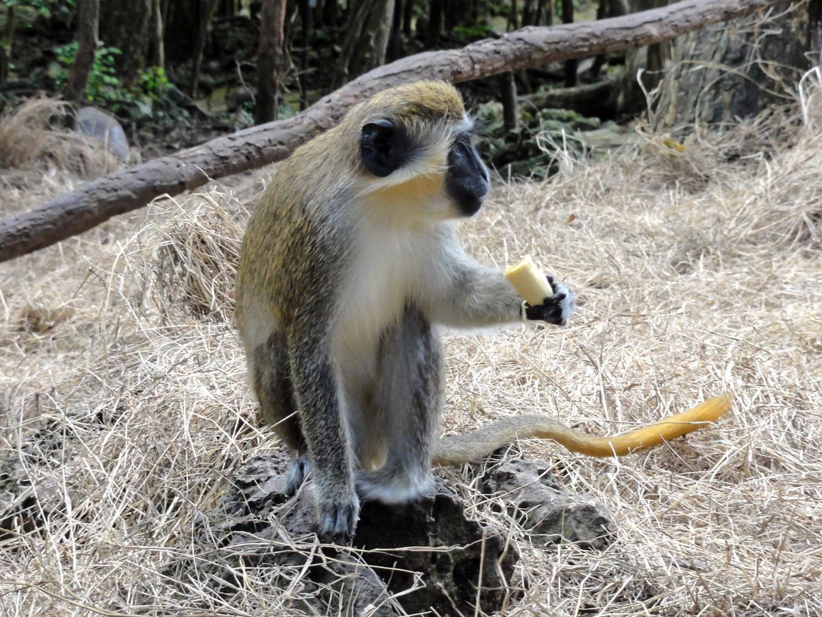 Barbados0082.jpg