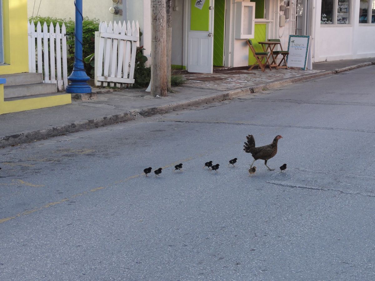 Barbados0116a.jpg