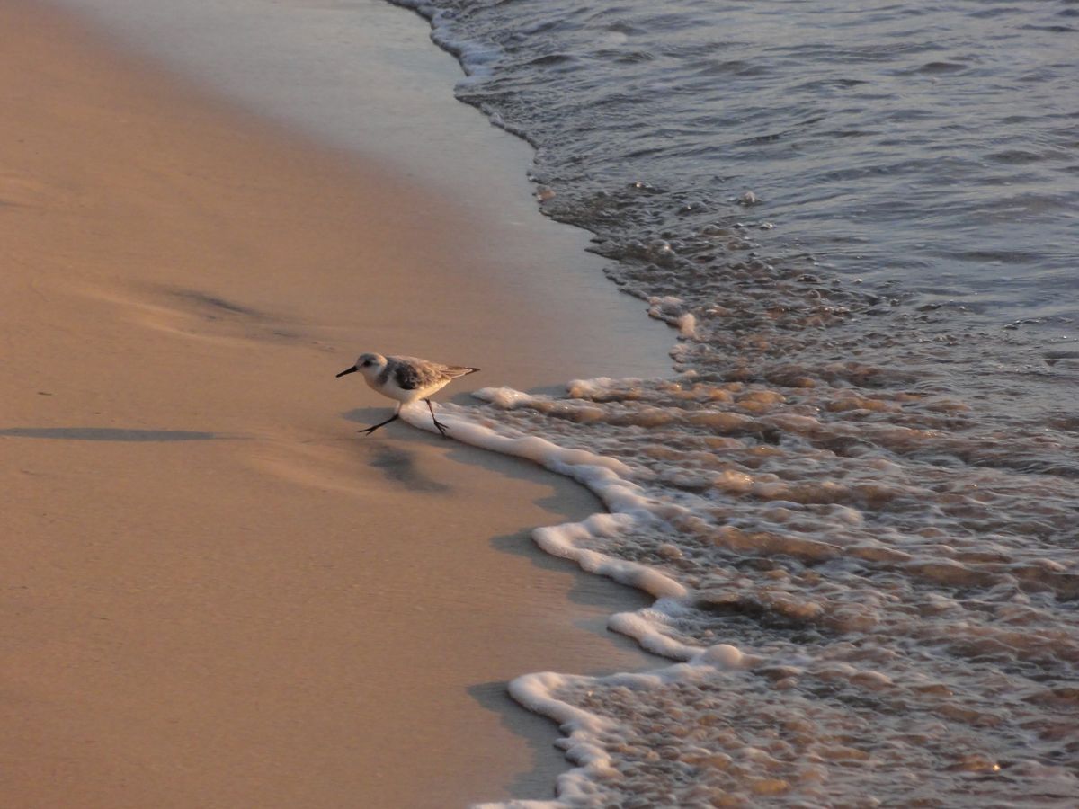 Barbados0128c.jpg