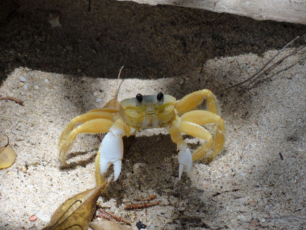 Barbados0129a.jpg