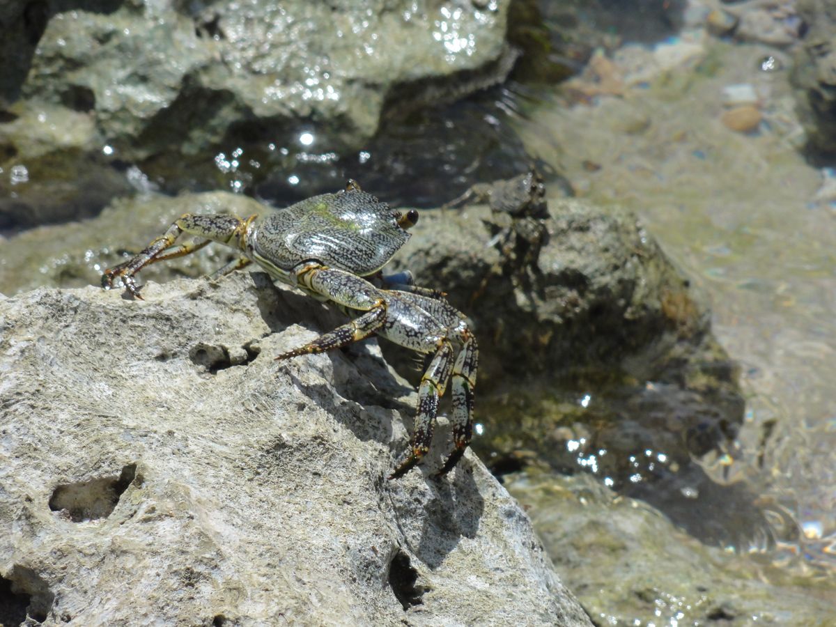 Barbados0129b.jpg