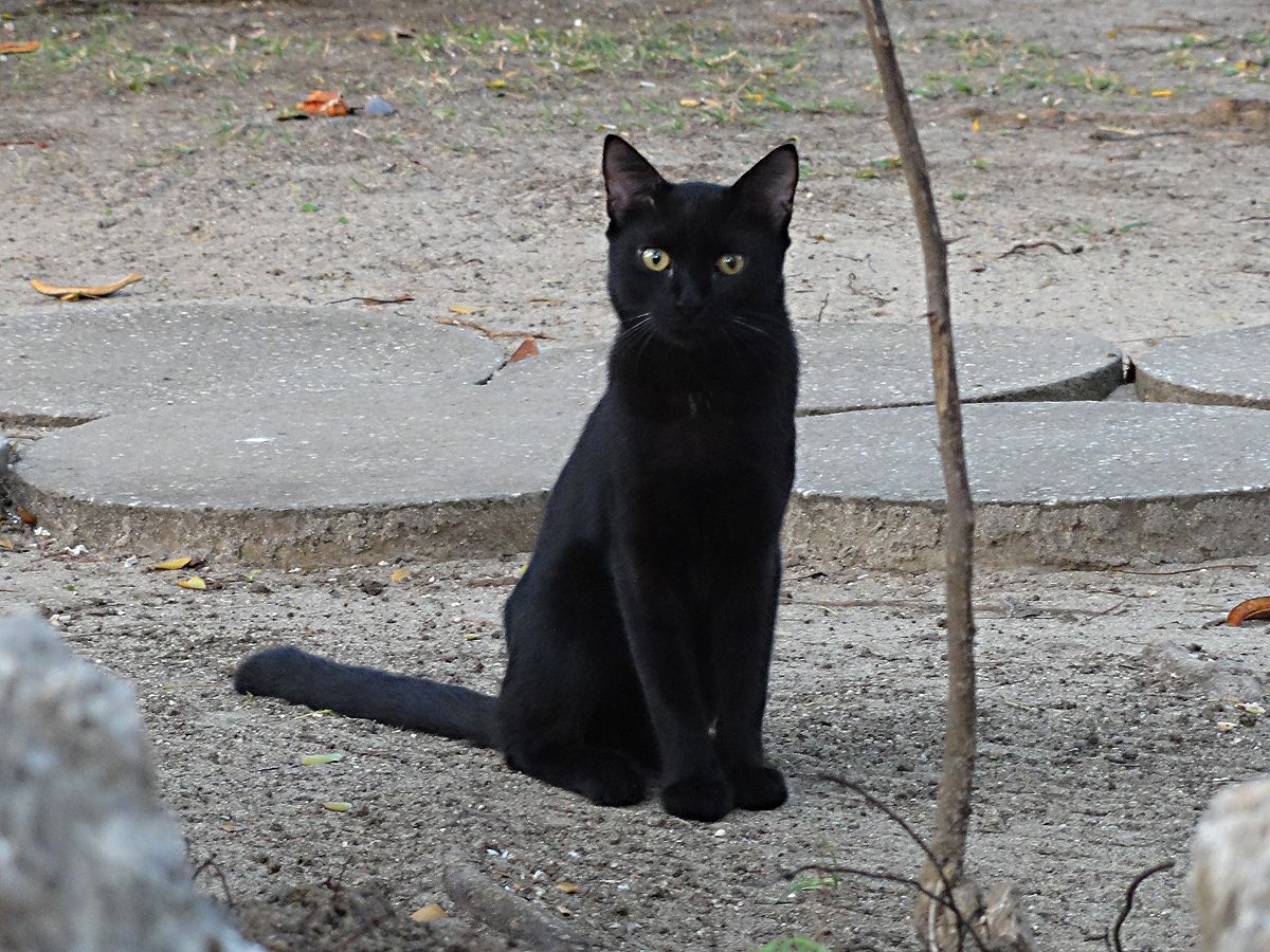 Barbados0129c.jpg