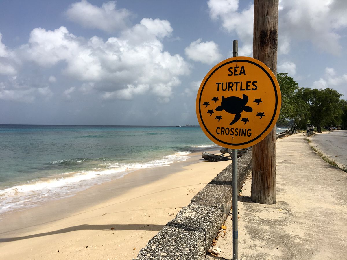 Barbados0142.jpg