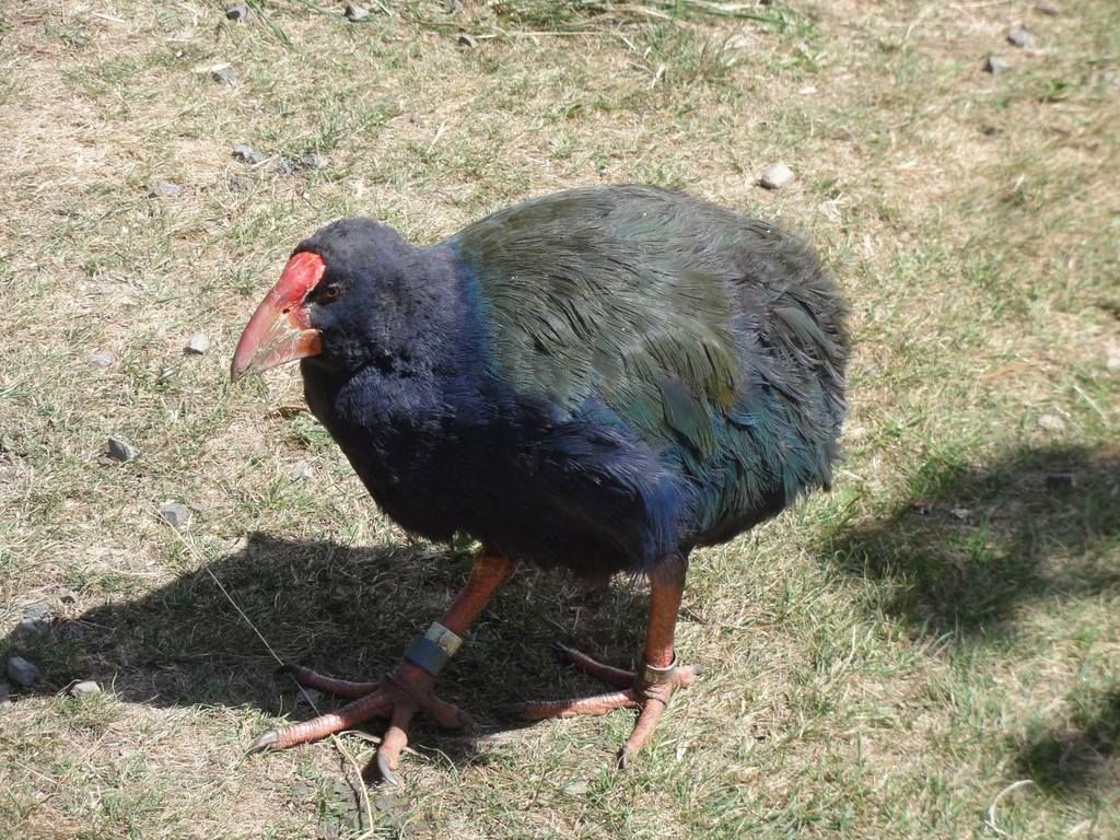trnz112.jpg