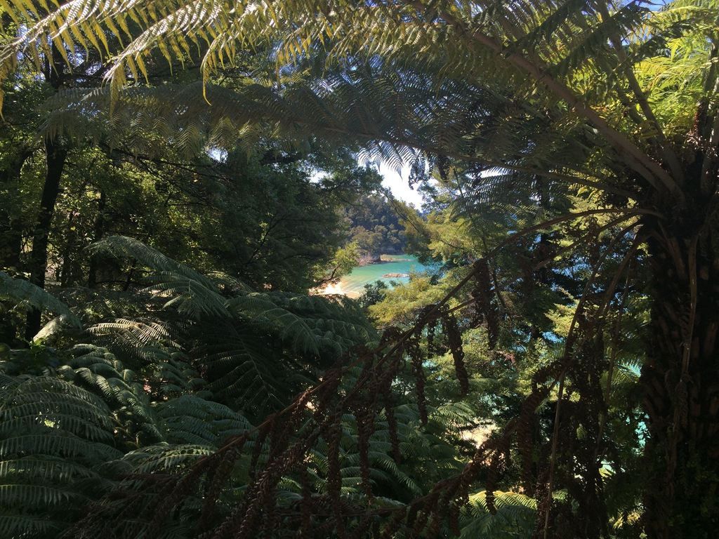 trnz146.jpg