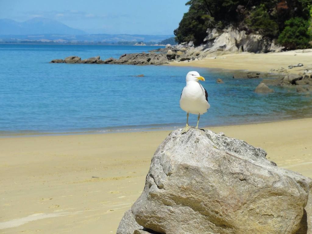 trnz151.jpg