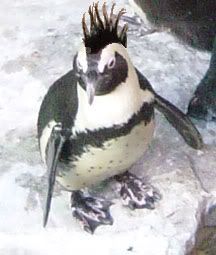 mohawk penguin