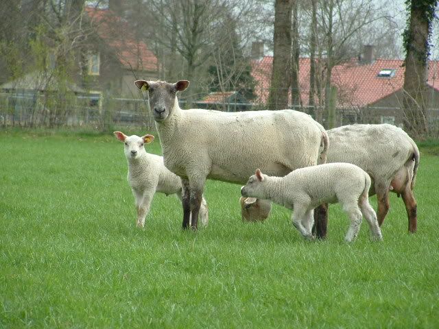 Afbeelding