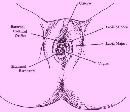 Labia Minora - labia minora - (m-nr, -nr) - pl.n. The inner highly vascular 
