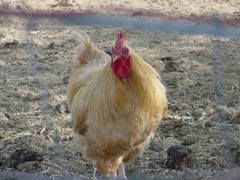 A tender chicken, Perdue's mother, Fritzie