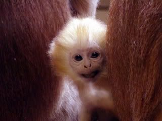 Cute baby monkey