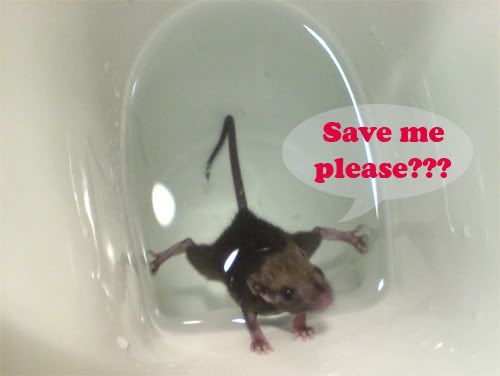 Rat trapped in toilet bowl, asking for help.