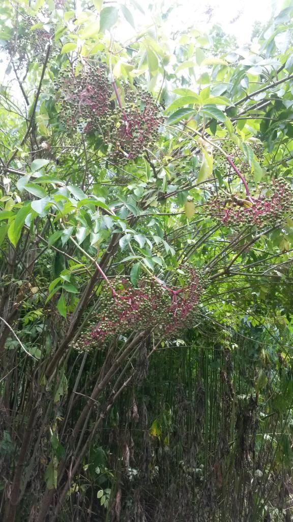 Poison sumac Louisiana Gun Classifieds & Discussions Bayou Shooter