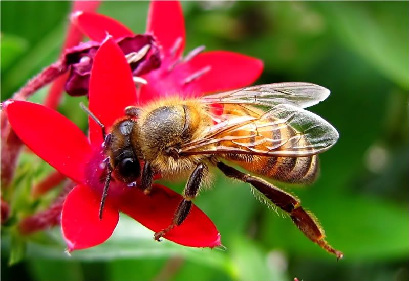 IMAGE: http://img.photobucket.com/albums/v679/Silverfox111/HoneyBee-1-1.jpg